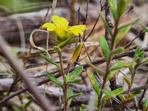 Hibbertia crinita (Long-hair Guinea-flower) (alternate view 3)