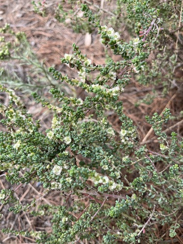 Maireana brevifolia (Short-leaf Bluebush) (alternate view 4)