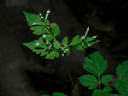 Osmorhiza longistylis (aniseroot) (alternate view 7)