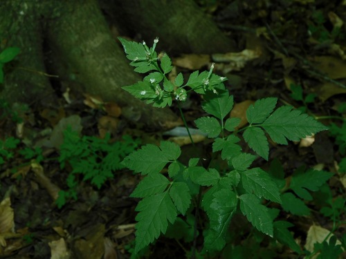 Osmorhiza longistylis (aniseroot) (alternate view 8)