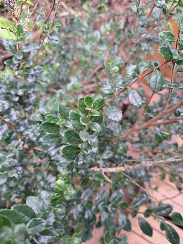 Azara microphylla (Boxleaf azara) (alternate view 7)