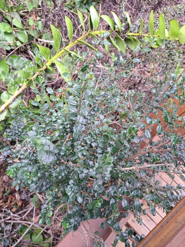 Azara microphylla (Boxleaf azara) (alternate view 8)