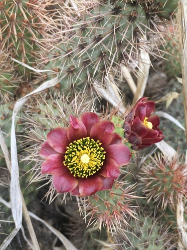 Cylindropuntia prolifera (Coast Cholla) (alternate view 5)