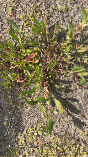 Rumex acetosella (sheep sorrel)