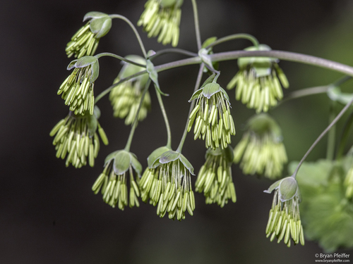 Thalictrum dioicum (early meadow-rue) (alternate view 6)