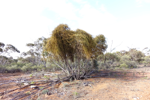 Cassytha melantha (Coarse Dodder-laurel) (alternate view 5)