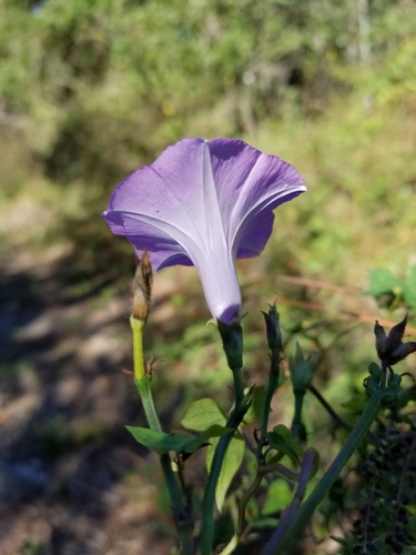 Ipomoea cordatotriloba (Tievine)