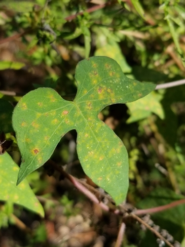 Ipomoea cordatotriloba (Tievine)