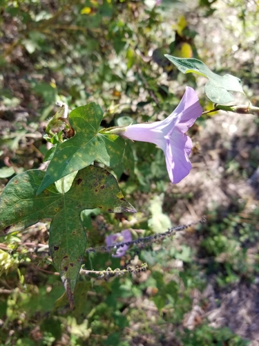 Ipomoea cordatotriloba (Tievine)