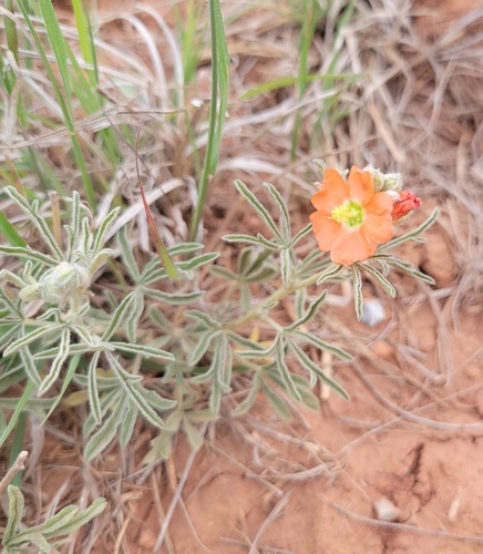 Sphaeralcea coccinea (Scarlet Globemallow) (alternate view 4)