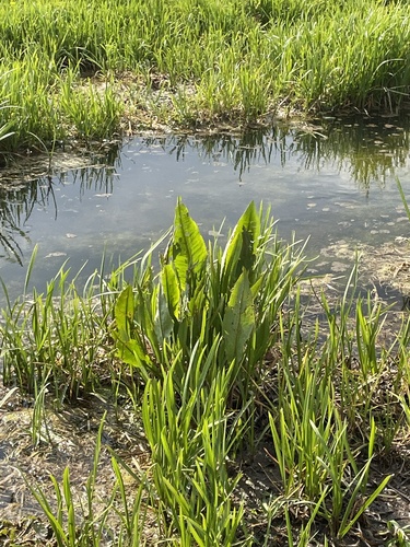 Rumex hydrolapathum (Water Dock)