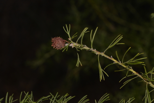 Grevillea crithmifolia (alternate view 12)