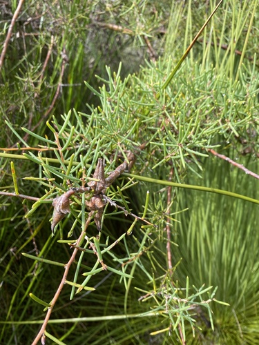 Hakea teretifolia (Dagger Hakea) (alternate view 2)