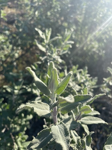 Salvia leucophylla (purple sage)