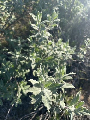 Salvia leucophylla (purple sage) (alternate view 2)
