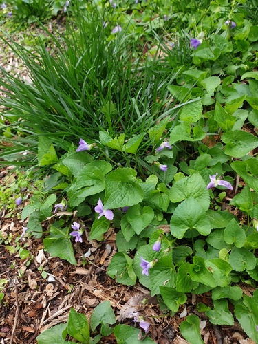 Viola communis (dooryard violet) (alternate view 2)
