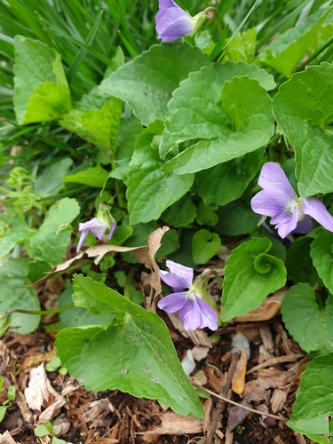Viola communis (dooryard violet)