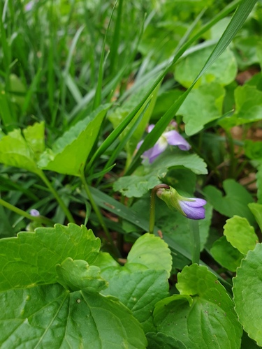 Viola communis (dooryard violet) (alternate view 3)