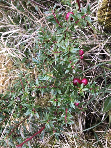 Gaultheria mucronata (Chilean pernettya) (alternate view 6)