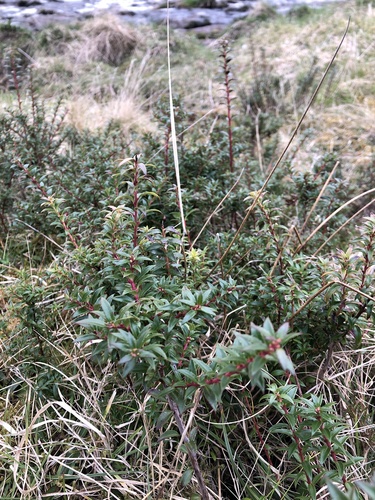 Gaultheria mucronata (Chilean pernettya) (alternate view 7)