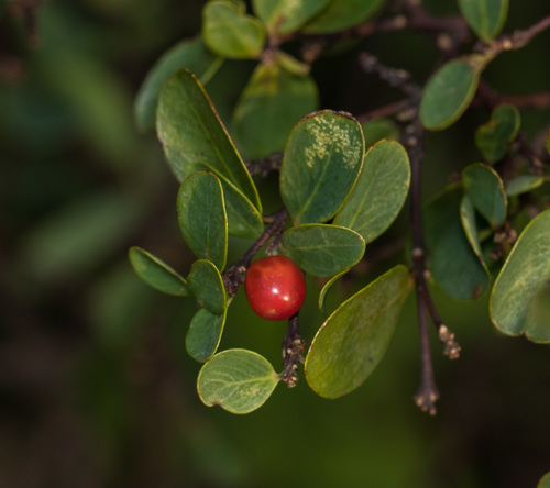 Wikstroemia indica (Bootlace Plant)