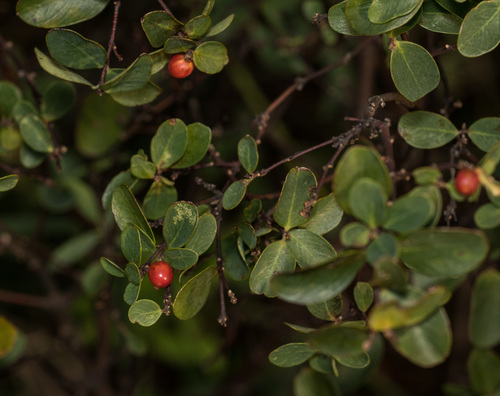 Wikstroemia indica (Bootlace Plant) (alternate view 2)