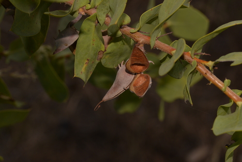 Hakea prostrata (Harsh Hakea) (alternate view 3)