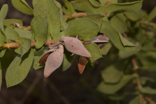 Hakea prostrata (Harsh Hakea)