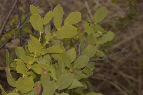 Hakea prostrata (Harsh Hakea) (alternate view 2)