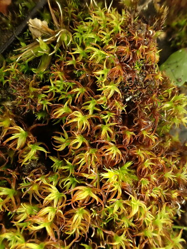 Vinealobryum insulanum (Cylindric Beard-moss)