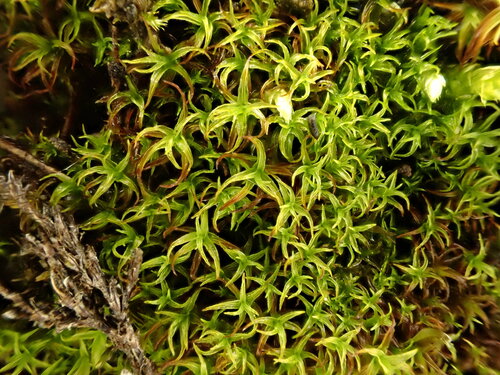 Vinealobryum insulanum (Cylindric Beard-moss)