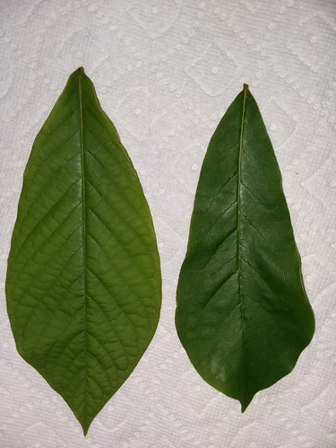 Asimina parviflora (Small-Flower Pawpaw) (alternate view 9)