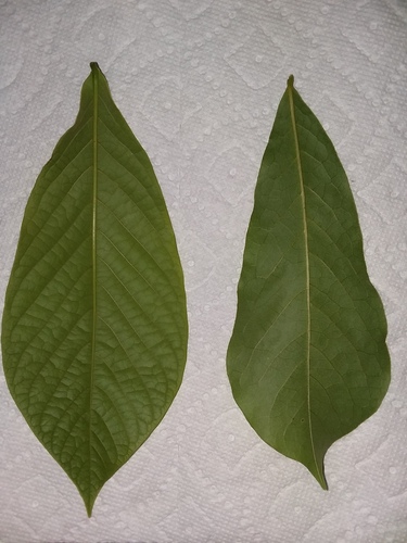Asimina parviflora (Small-Flower Pawpaw) (alternate view 10)