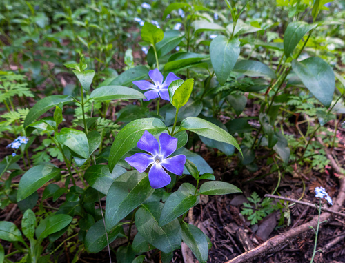 Vinca major (Greater Periwinkle) (alternate view 7)
