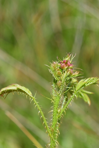 Mimosa nuttallii (Catclaw Briar) (alternate view 7)