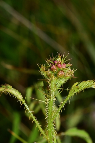Mimosa nuttallii (Catclaw Briar) (alternate view 8)