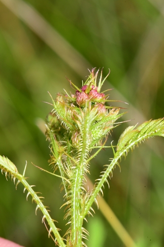 Mimosa nuttallii (Catclaw Briar) (alternate view 9)