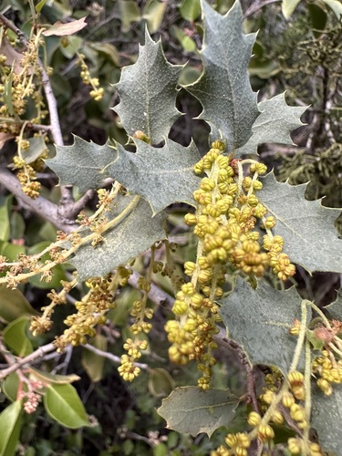 Quercus turbinella (Sonoran scrub oak) (alternate view 3)