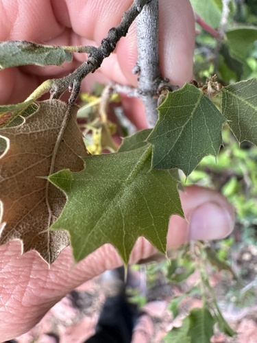 Quercus turbinella (Sonoran scrub oak) (alternate view 4)
