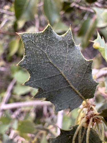 Quercus turbinella (Sonoran scrub oak)