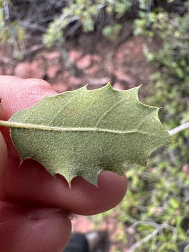 Quercus turbinella (Sonoran scrub oak) (alternate view 2)