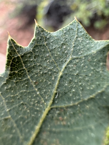 Quercus turbinella (Sonoran scrub oak) (alternate view 5)