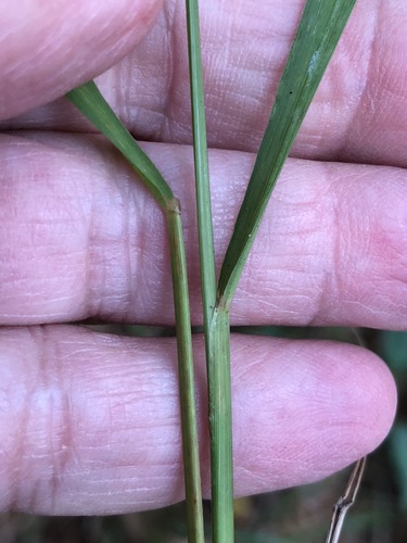 Chasmanthium laxum (Slender Woodoats)