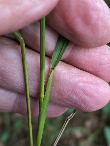 Chasmanthium laxum (Slender Woodoats)
