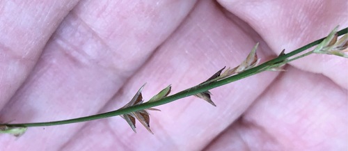 Chasmanthium laxum (Slender Woodoats)