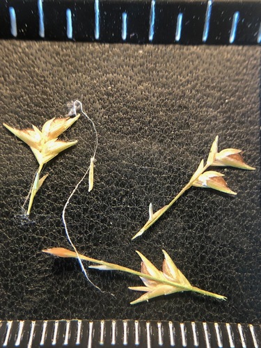 Chasmanthium laxum (Slender Woodoats)