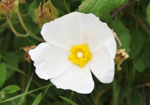 Cistus x hybridus (White Rockrose)