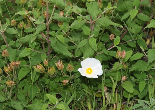 Cistus x hybridus (White Rockrose) (alternate view 3)
