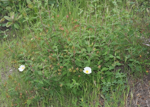 Cistus x hybridus (White Rockrose) (alternate view 4)