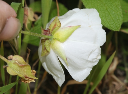 Cistus x hybridus (White Rockrose) (alternate view 2)